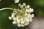 Whorled milkweed